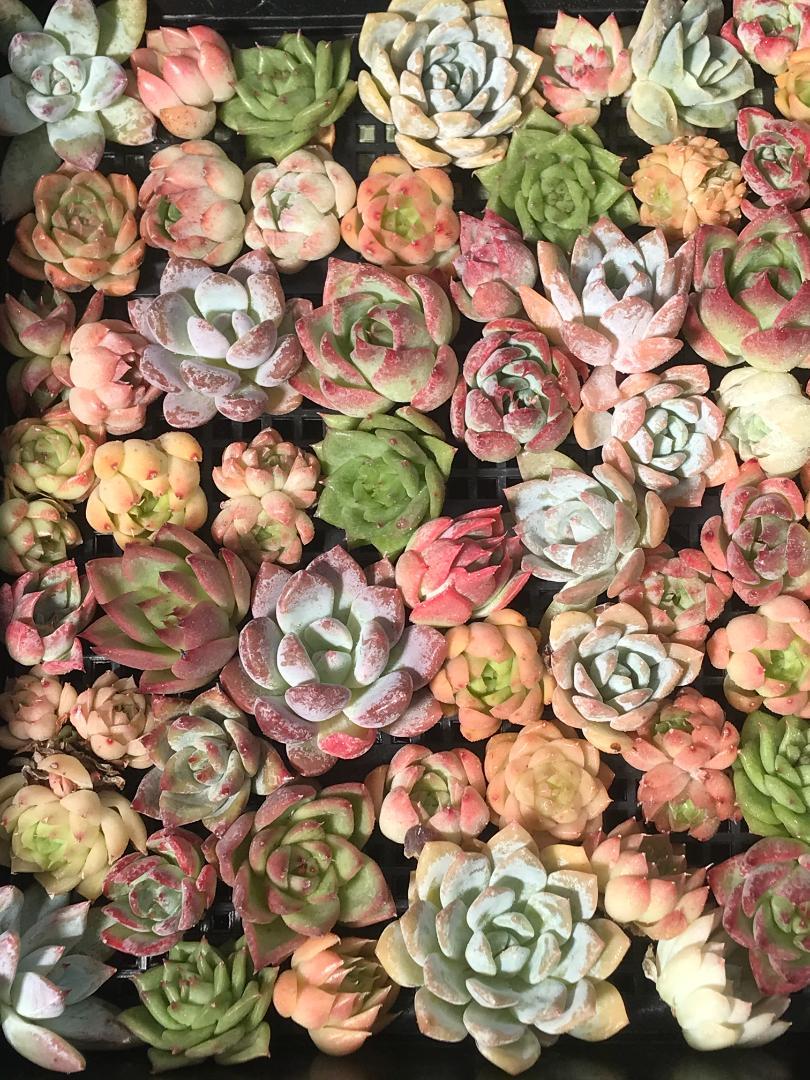 55株 H408 エケベリア カット苗 韓国苗 サボテン 多肉植物