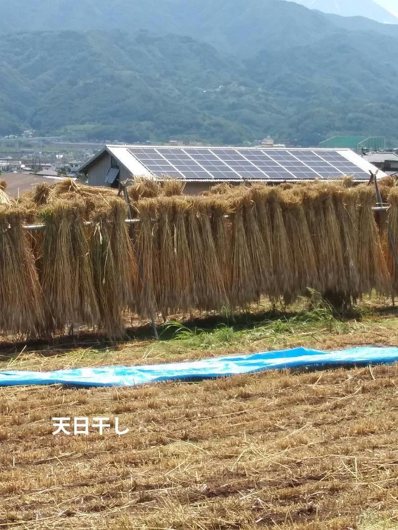 玄麦(小麦ゆめかおり)4.5kg 栽培期間中農薬未使用 天日干し 15度