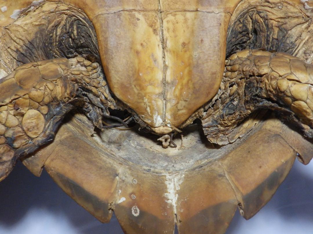 ウミガメ剝製(タイマイ)　国際希少野生動植物種登録票付き