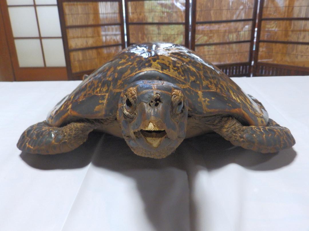 ウミガメ剝製(タイマイ)　国際希少野生動植物種登録票付き