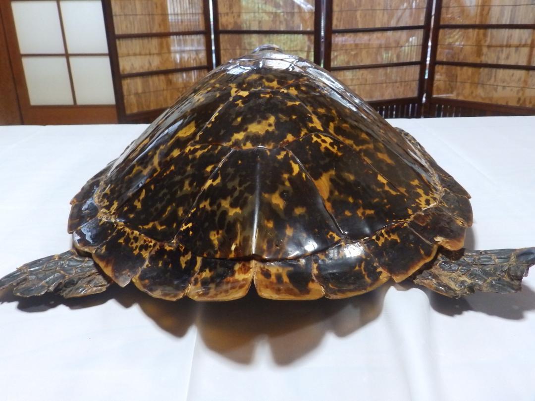 ウミガメ剝製(タイマイ)　国際希少野生動植物種登録票付き