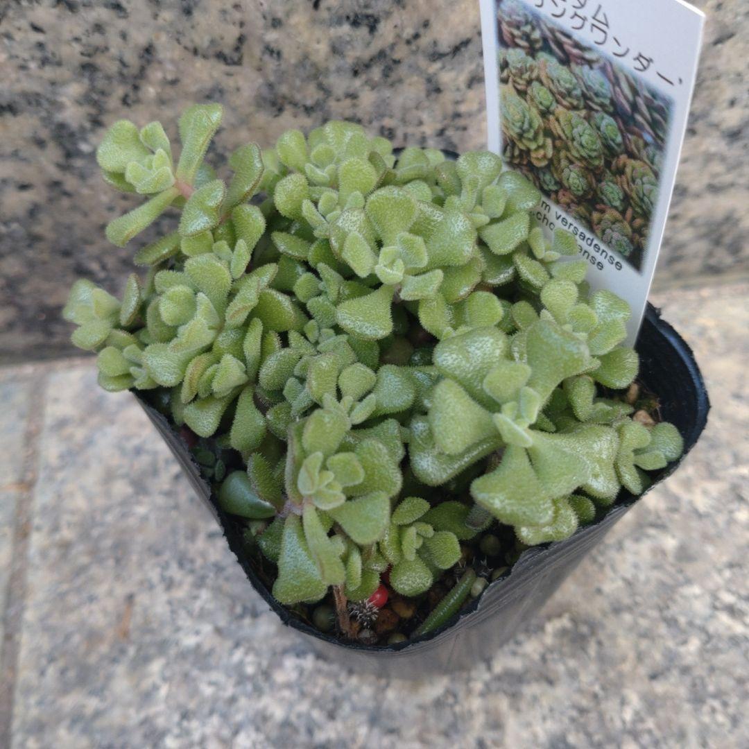 1ポット550円 セダム スプリングワンダー 7.5cmポット