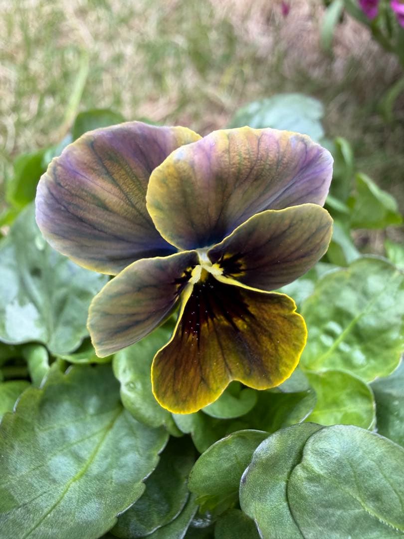 DA様 専用 小輪ビオラ DA様 専用 小輪ビオラ