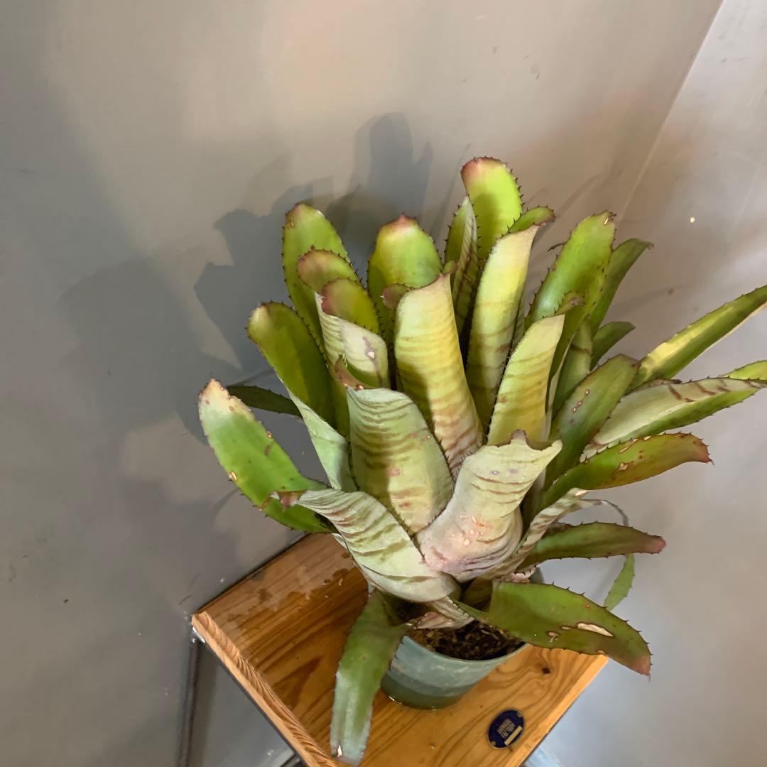 2目立った傷や汚れなし