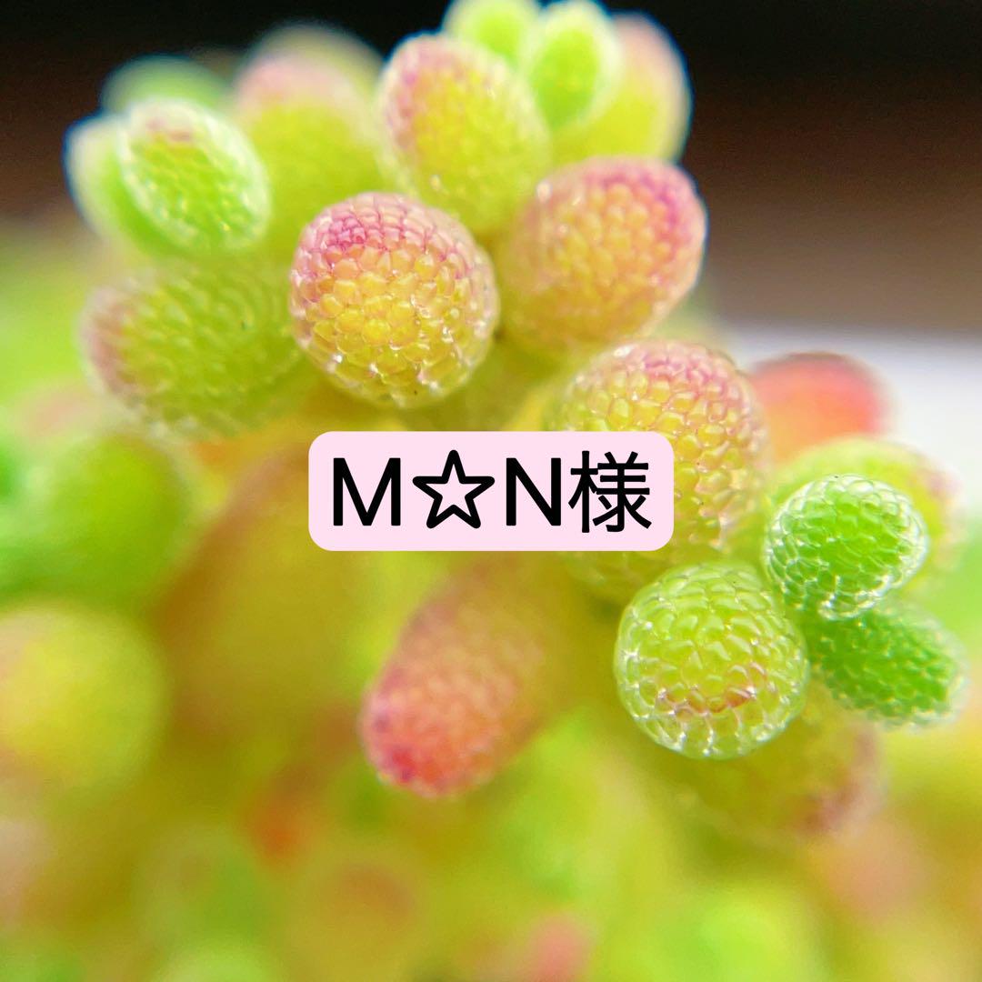 M☆N様　専用