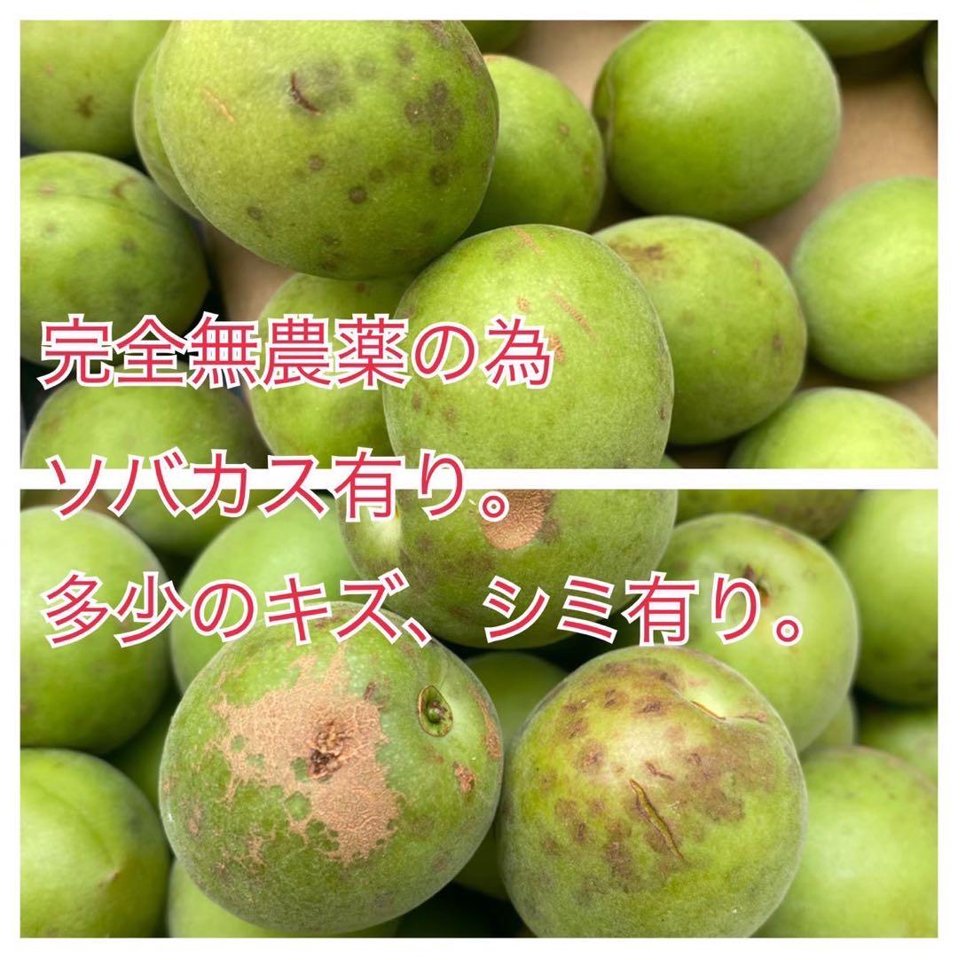 南高梅 青梅 サイズ混合 5kg 無農薬 岡山県産 農家直送 - メルカリ