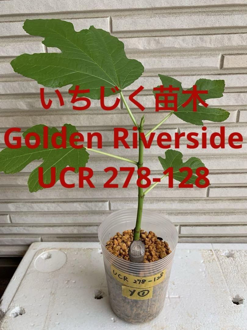 イチジクの優良苗。Golden Riverside UCR278-128 Golden Riverside Fig(UCR 278-128) ゴールデンリバーサイド