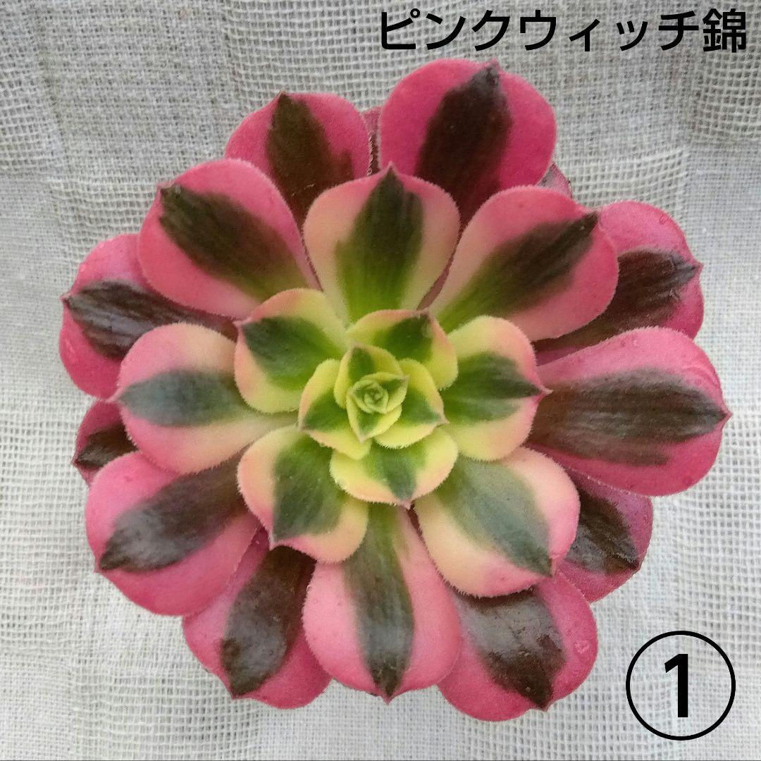 ちょこ様ご確認用＊*