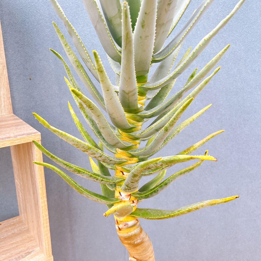 幹上がり ドライガーデン