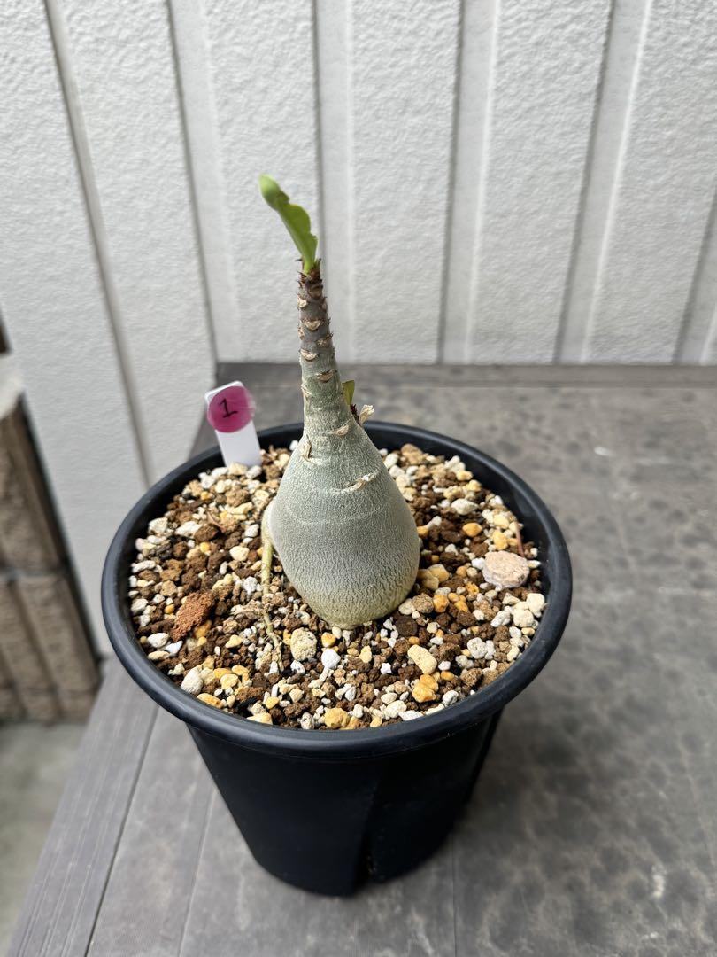 アデニウム アラビカム Adenium