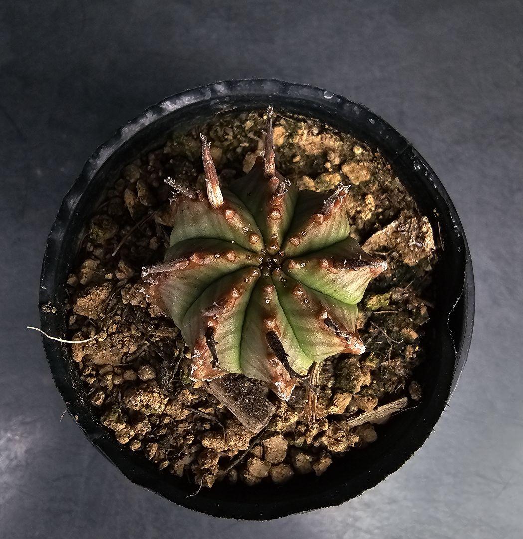 多肉植物 ユーフォルビア バリダゴブリン - メルカリ