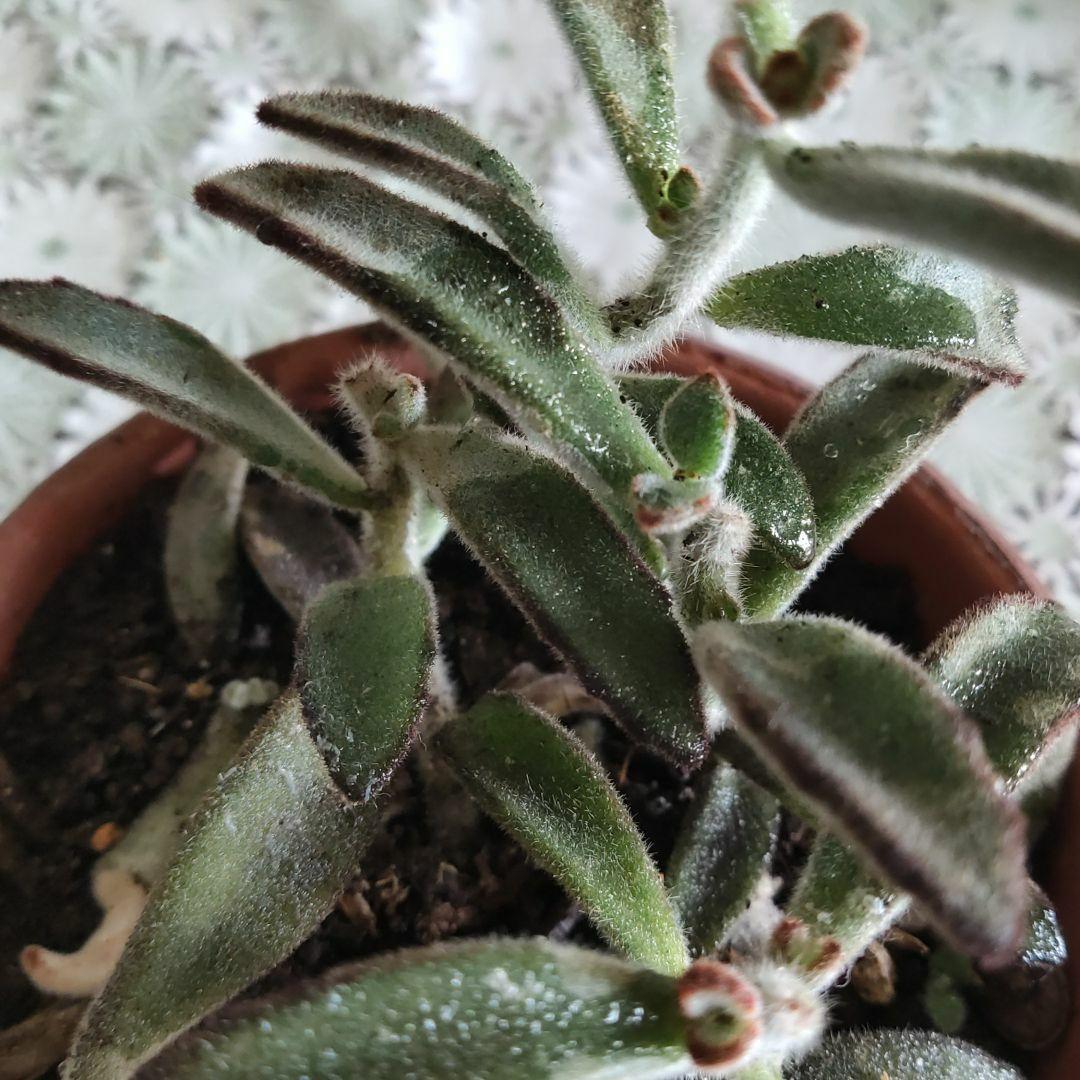 多肉植物 黒兎耳抜き苗2つ