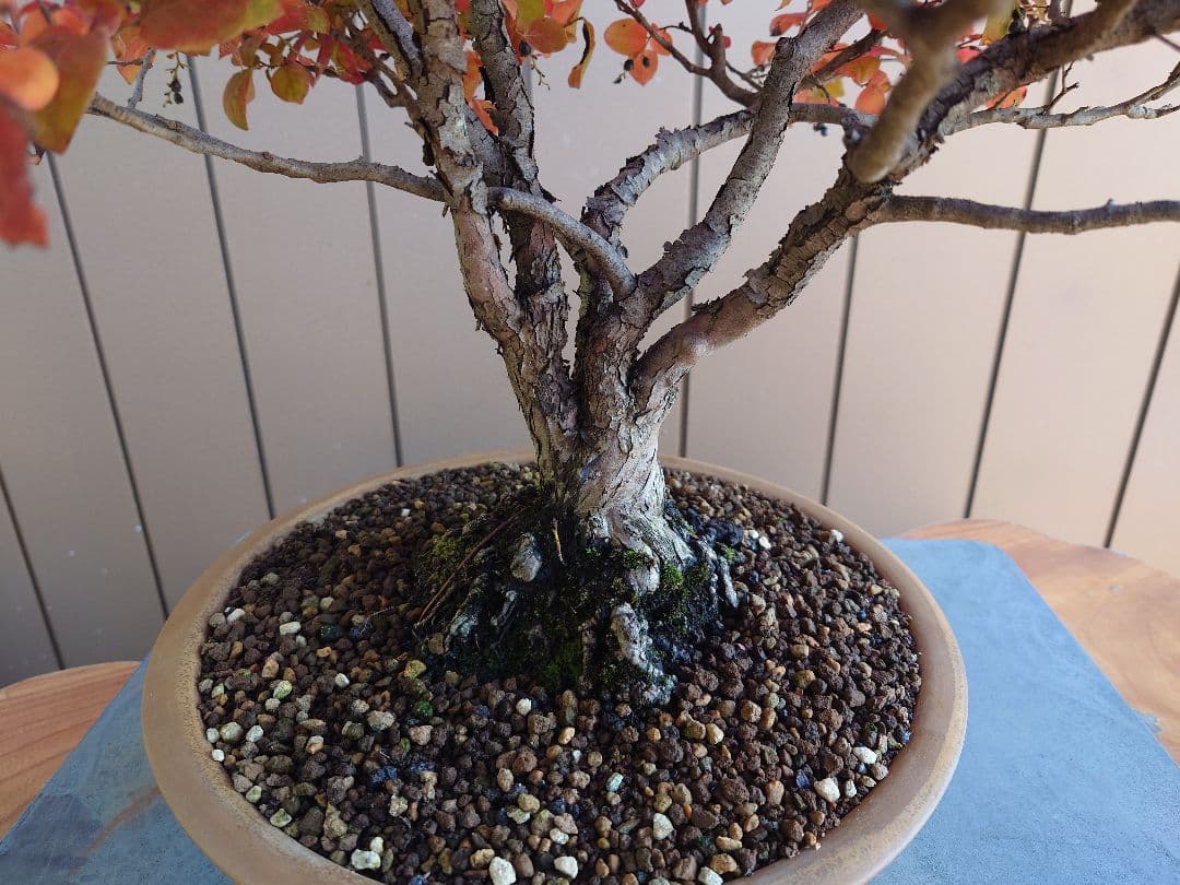 盆栽 ナツハゼ 樹高54cm 盆栽 ナツハゼ 樹高54cm