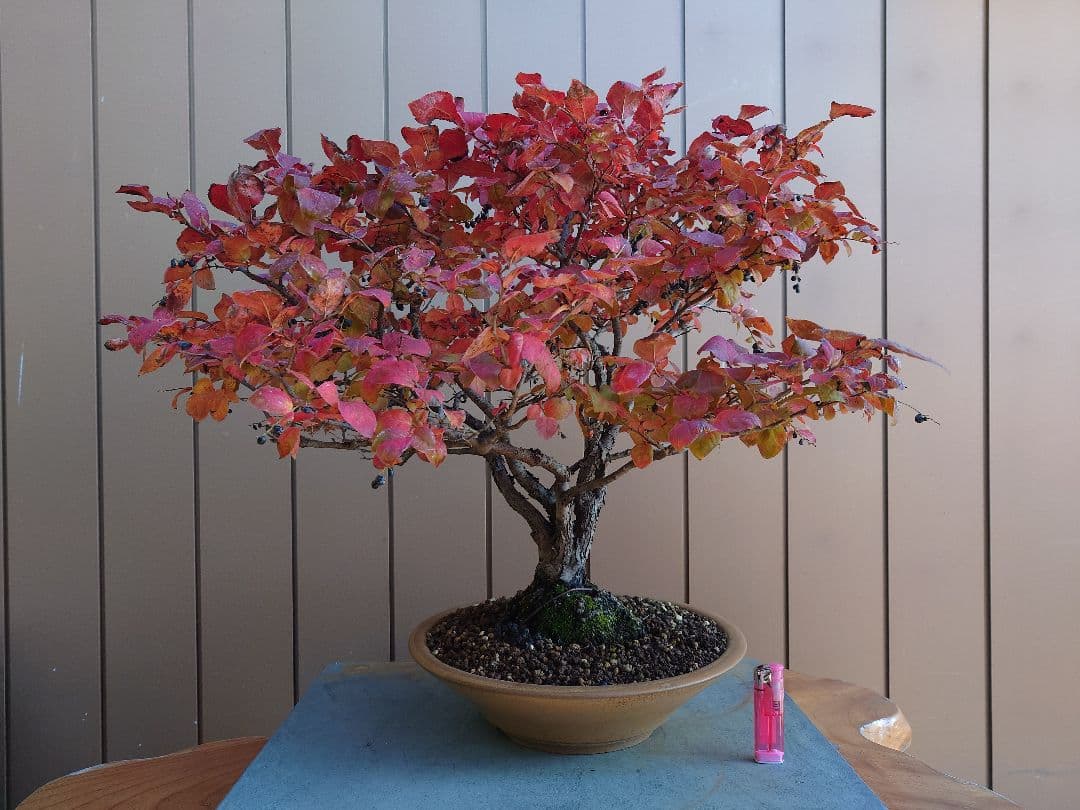 盆栽 ナツハゼ 樹高54cm 盆栽 ナツハゼ 樹高54cm