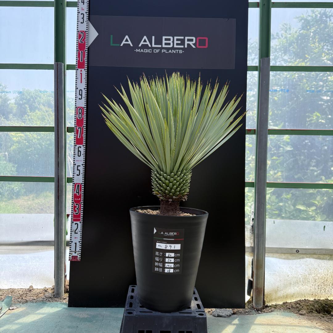 【AL895】ユッカ　ロストラータ【在庫整理特別価格、早いもの価値商品】 AL891】ユッカ ロストラータ 観葉植物