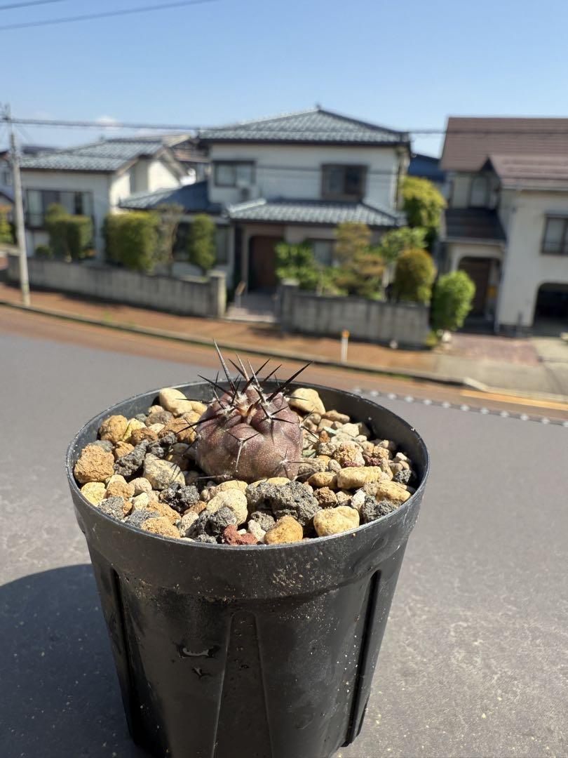 黒王丸　コピアポアシネレア