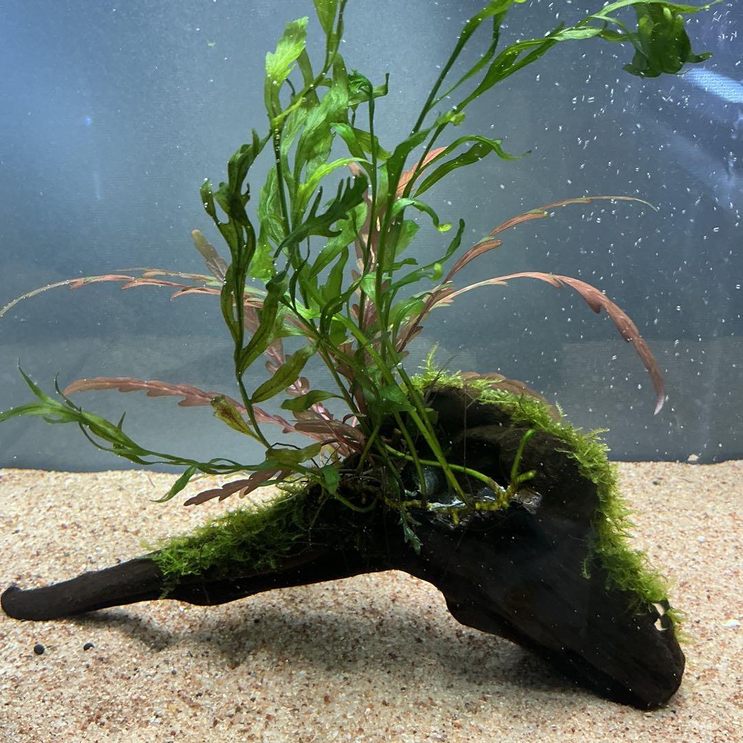 【第四種郵便】南米モス活着ピンナティフィダとボルビディス付き流木　17cm 第四種郵便】南米モス活着ピンナティフィダとボルビディス付き