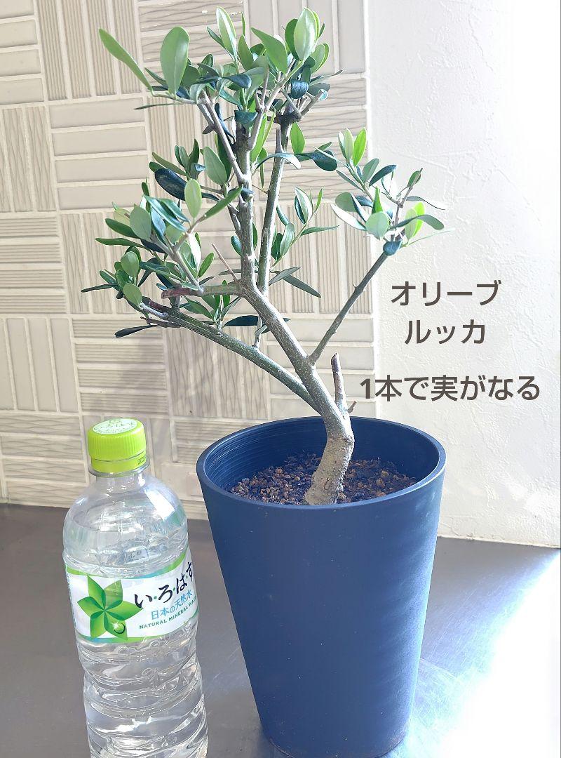 オリーブの木☆ルッカ　1本で実がなる品種♪オリーブの苗　苗木【480】