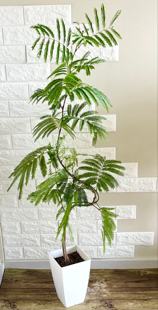 大型約130cm♥に近い
