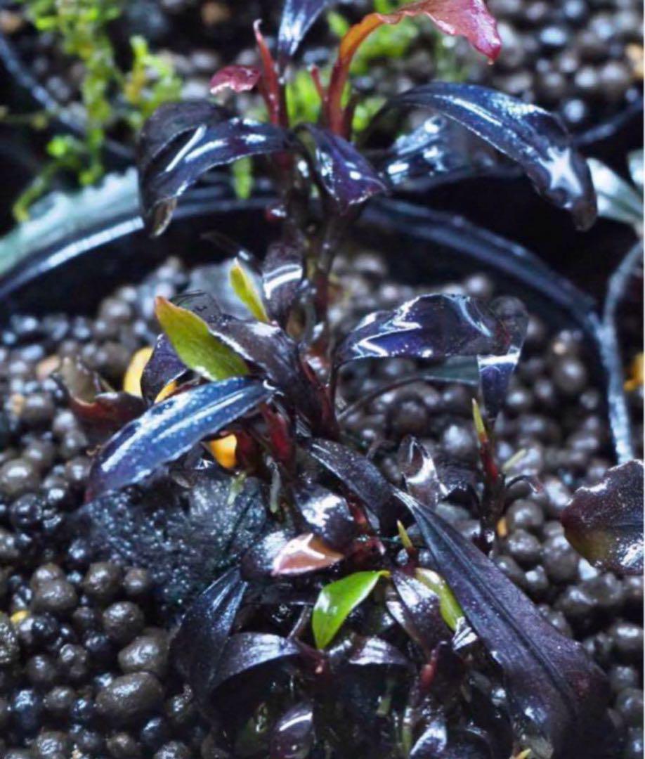 Bucephalandra sp.Ghost kalimantan