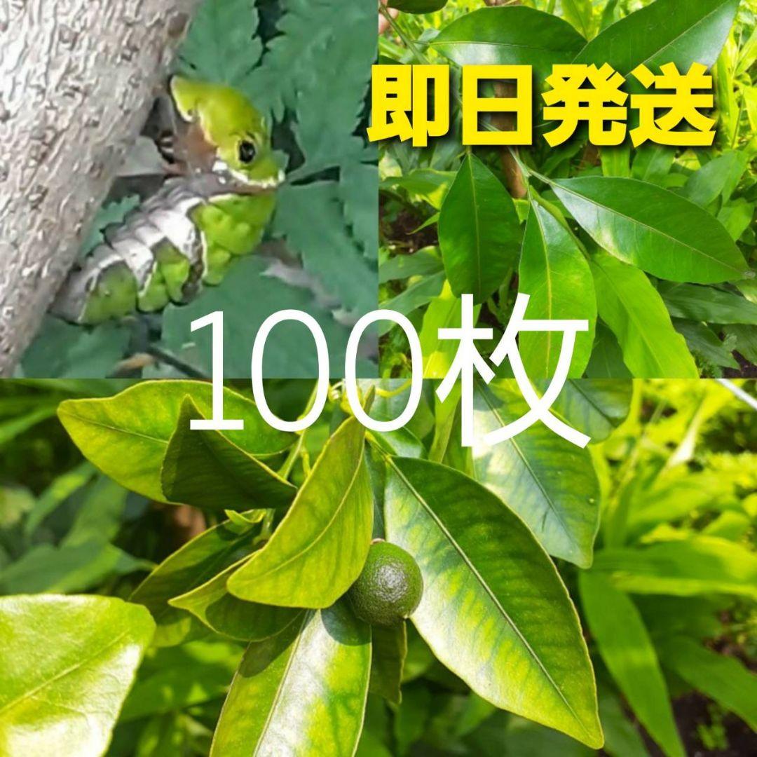 メルカリ 100枚 夏みかんの葉 アゲハ蝶の幼虫の餌 虫類用品 760 中古や未使用のフリマ メルカリ 100枚 夏みかんの葉 アゲハ蝶の幼虫の餌 虫類用品 760 中古や未使用のフリマ