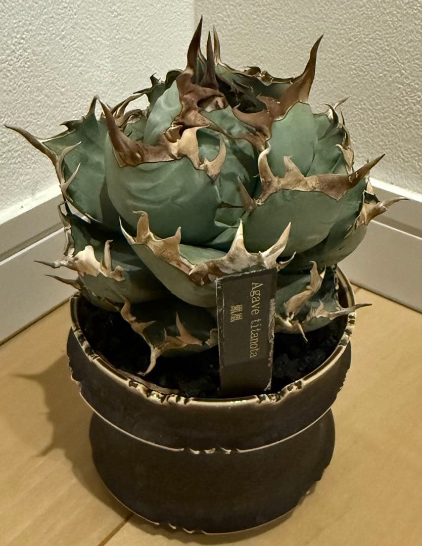 【鉢ごと発送】アガベ チタノタ 鳳凰 阿修羅 活着済み!【強バンド・丸型・青葉】 【鉢ごと発送】アガベ チタノタ 鳳凰 阿修羅 活着済み!【強バンド・丸型・青葉】