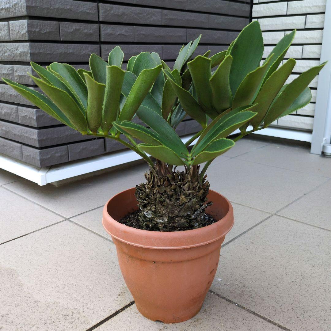 ザミア