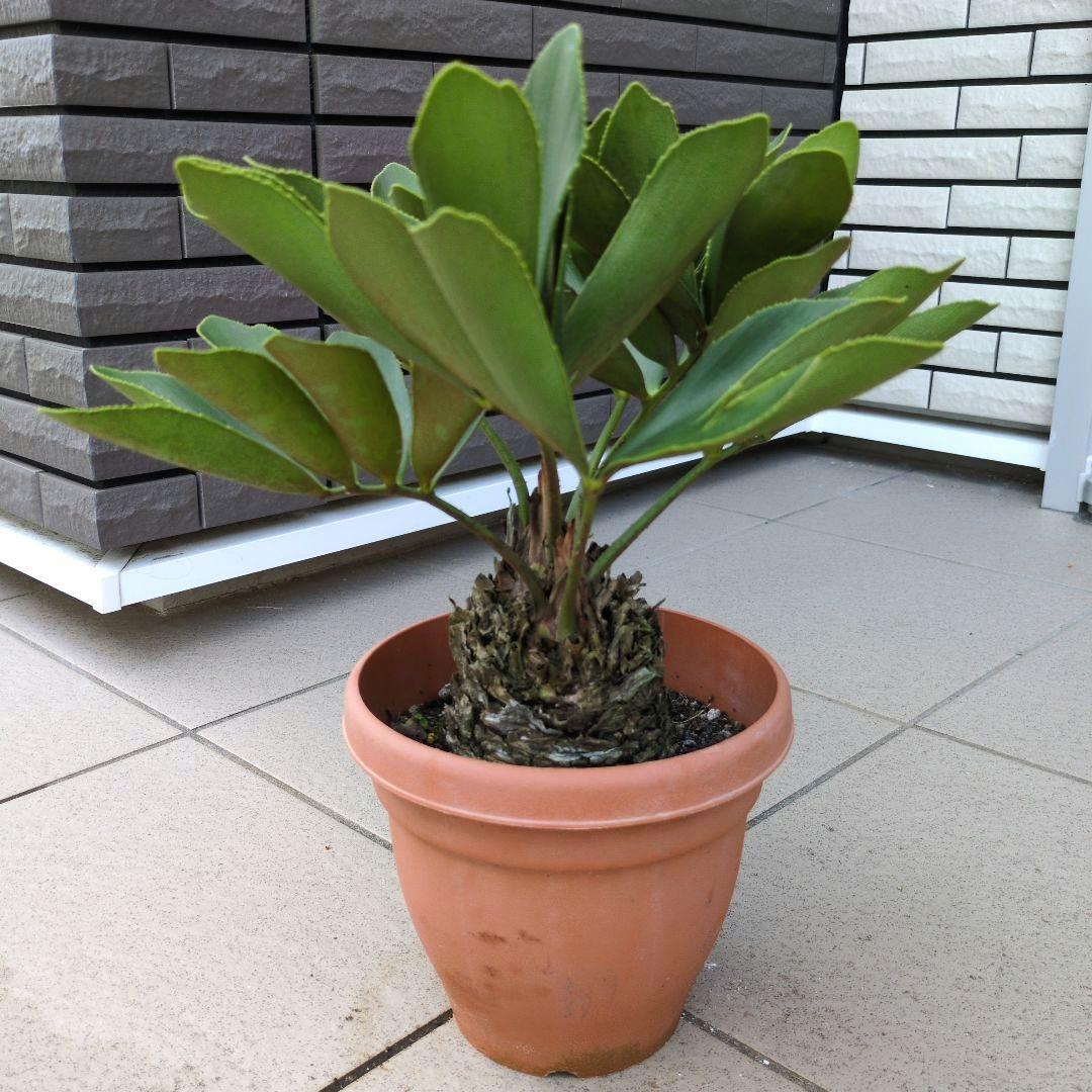 6号鉢新品、♥