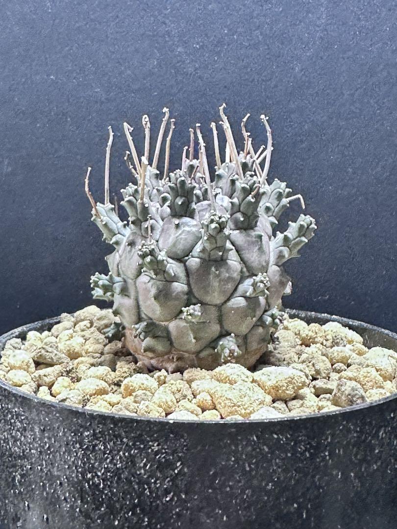 1513 ユーフォルビア デセプタ Euphorbia decepta 実生株 Euphorbia decepta ユーフォルビア・デセプタ – ECHO PLANTS