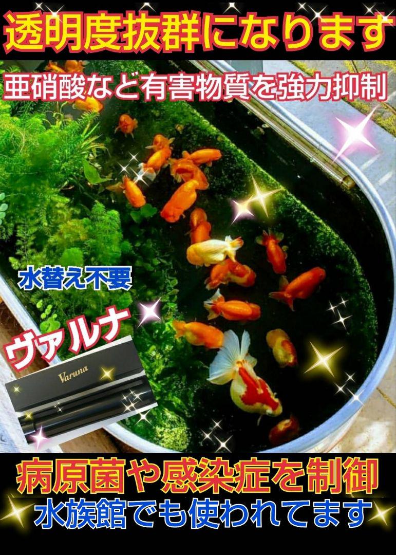 水槽の透明度がアップ☆【ヴァルナ15センチ】有害物質を強力抑制！生体が活性化！ 魚のエサ