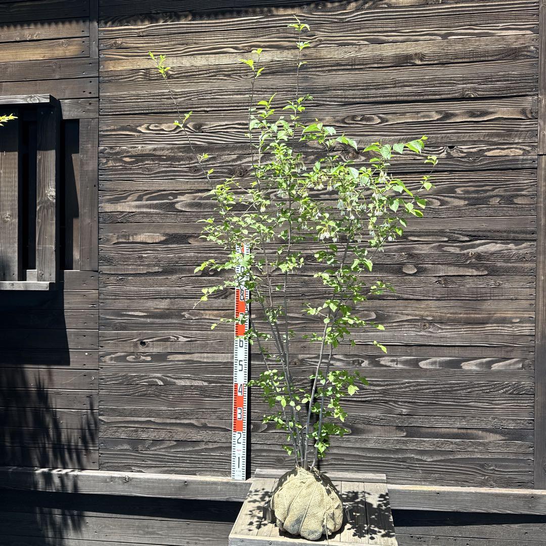 エゴノキ/株立ち【現品発送】管理70546