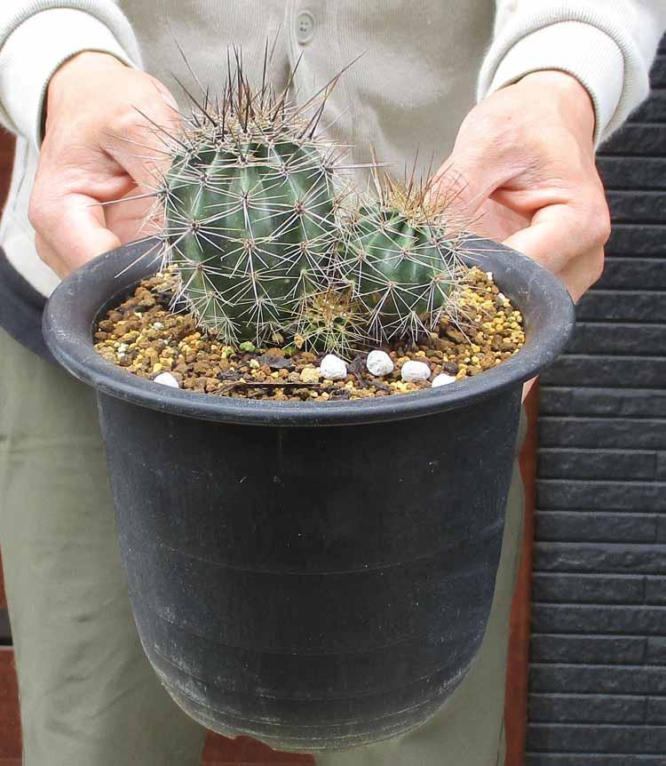 現品】サボテン:カルネギア サボテン 弁慶柱(べんけいちゅう 現品】サボテン:カルネギア サボテン 弁慶柱(べんけいちゅう