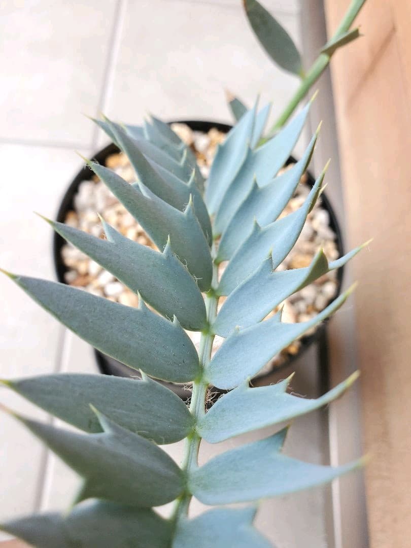 柔らかい 誠様専用 エンセファラルトス 本場南アフリカ産 ホリダス 植物 観葉植物 Bullermeck Alfsee De 柔らかい 誠様専用 エンセファラルトス 本場南アフリカ産 ホリダス 植物 観葉植物 Bullermeck Alfsee De