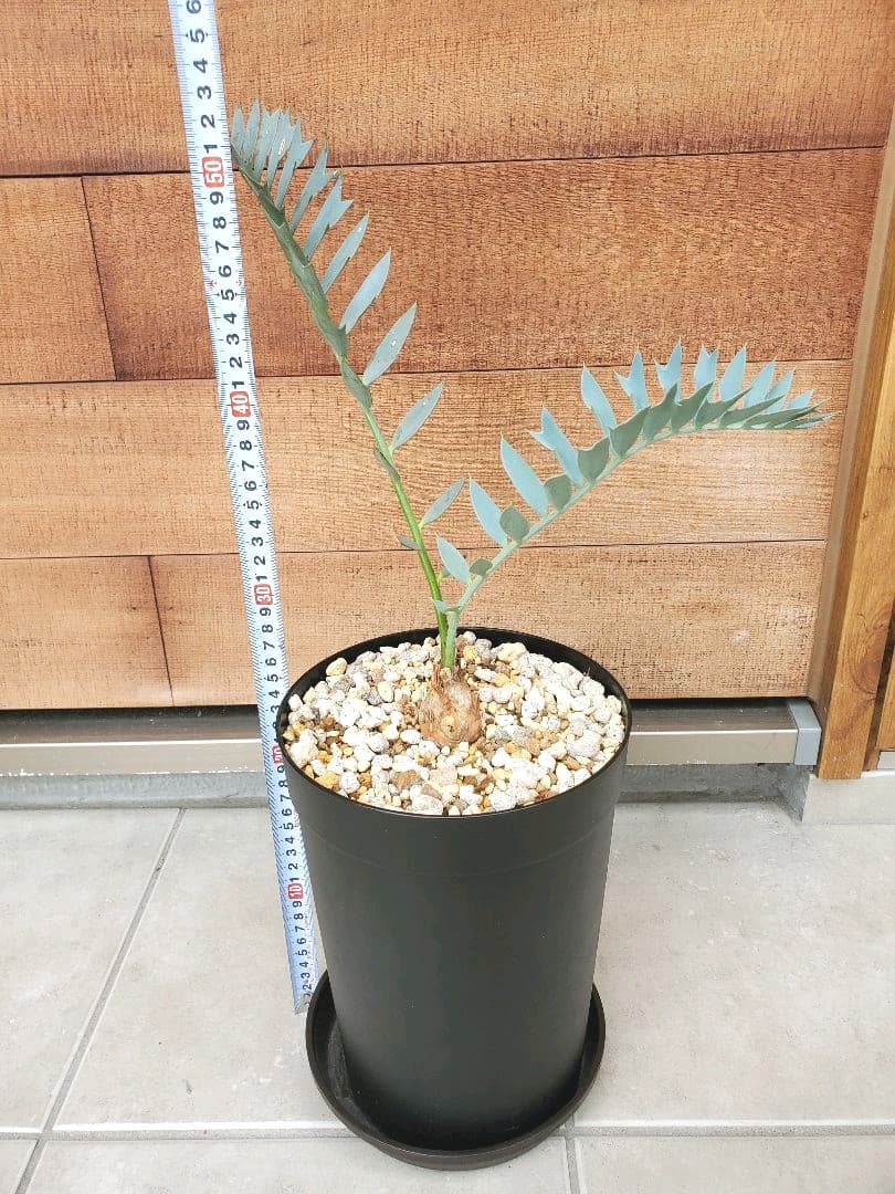 柔らかい 誠様専用 エンセファラルトス 本場南アフリカ産 ホリダス 植物 観葉植物 Bullermeck Alfsee De 柔らかい 誠様専用 エンセファラルトス 本場南アフリカ産 ホリダス 植物 観葉植物 Bullermeck Alfsee De