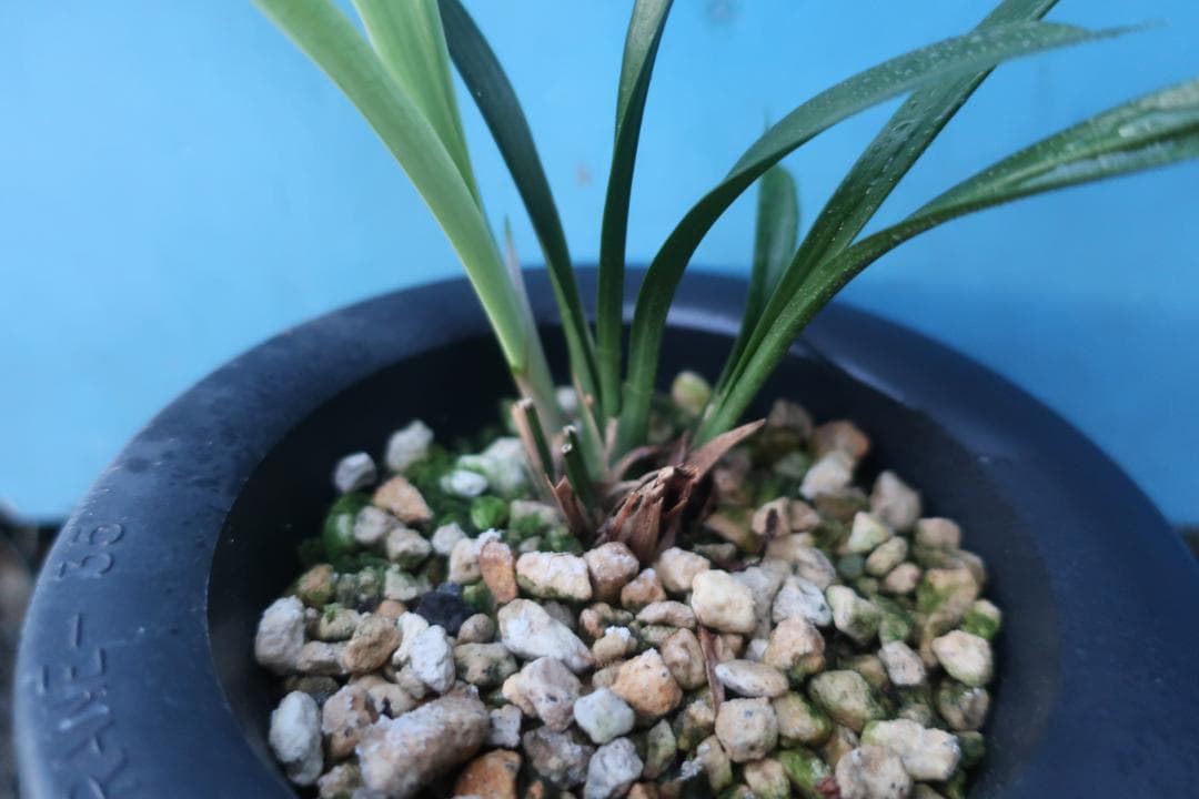 寒蘭-018　258-4H　桃花(豊雪×極楽鳥)×大紫宝　苗　交配種