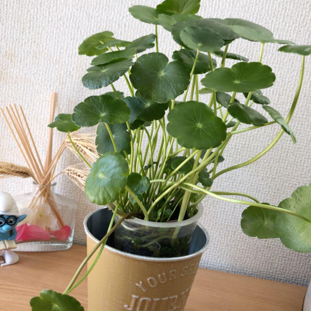 ウォーターマッシュルーム 魚用品、水草 ウォーターコイン ポットすべて抜き苗 - メルカリ ウォーターマッシュルーム 魚用品、水草 ウォーターコイン ポットすべて抜き苗 - メルカリ