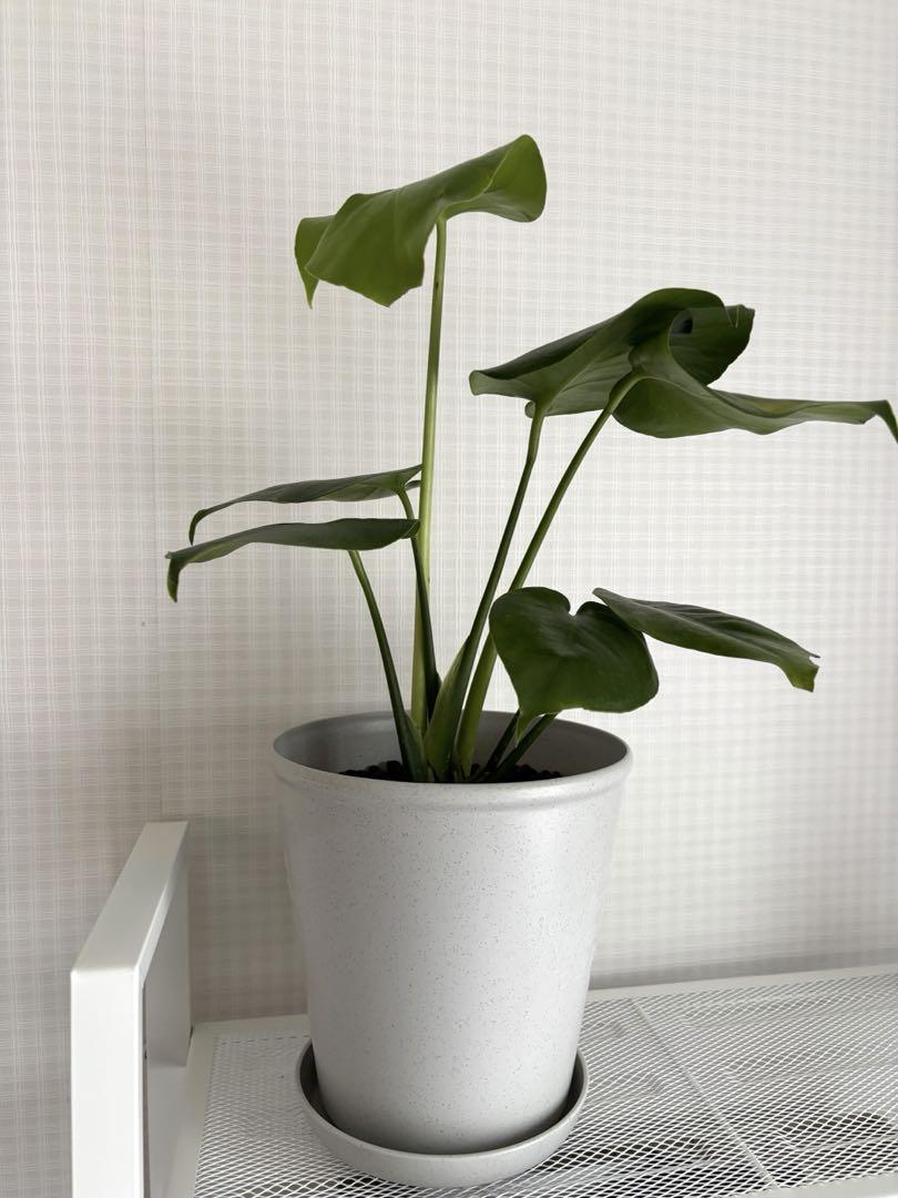 モンステラ 観葉植物