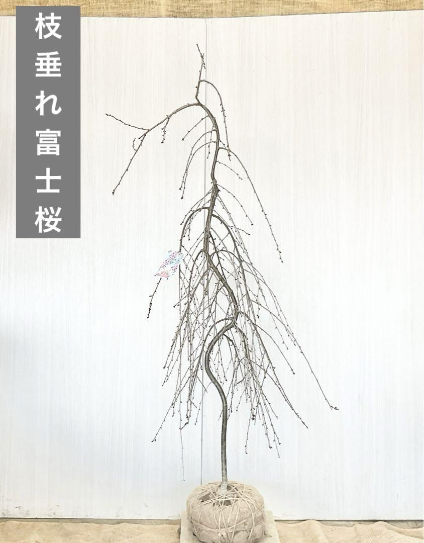 枝垂れ桜　　枝垂れ富士桜/185 14,726円