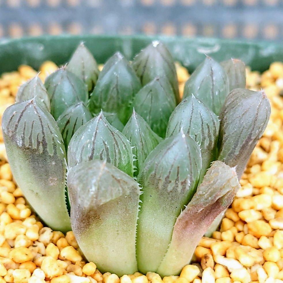 る*な様 多肉植物　ハオルチアOB-1オブツーサ錦　鮮明錦 る*な様 多肉植物 ハオルチアOB-1オブツーサ錦 鮮明錦