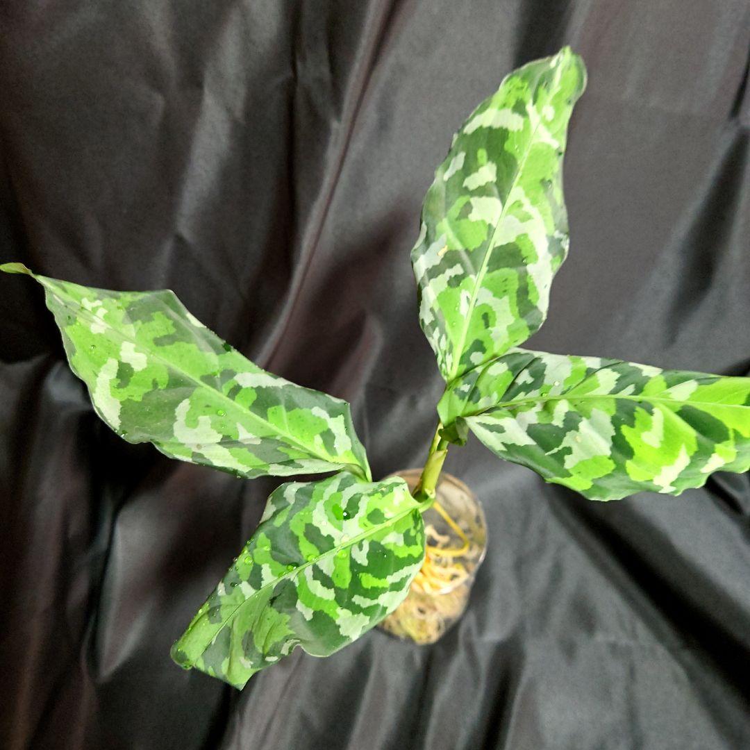 01 アグラオネマ