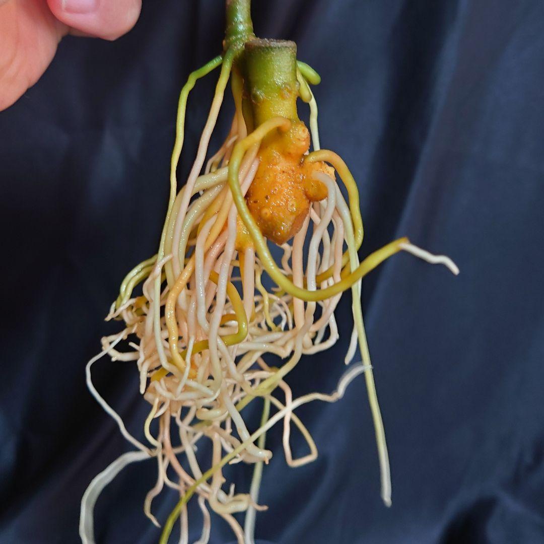 トリ アンダマン