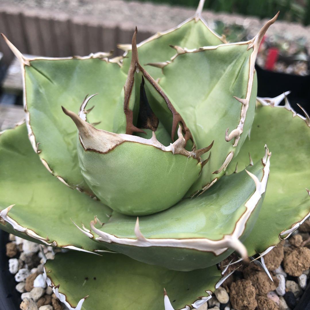 アガベ agave チタノタ ジャガーノートhyd\u0026夕映厳竜 - blog