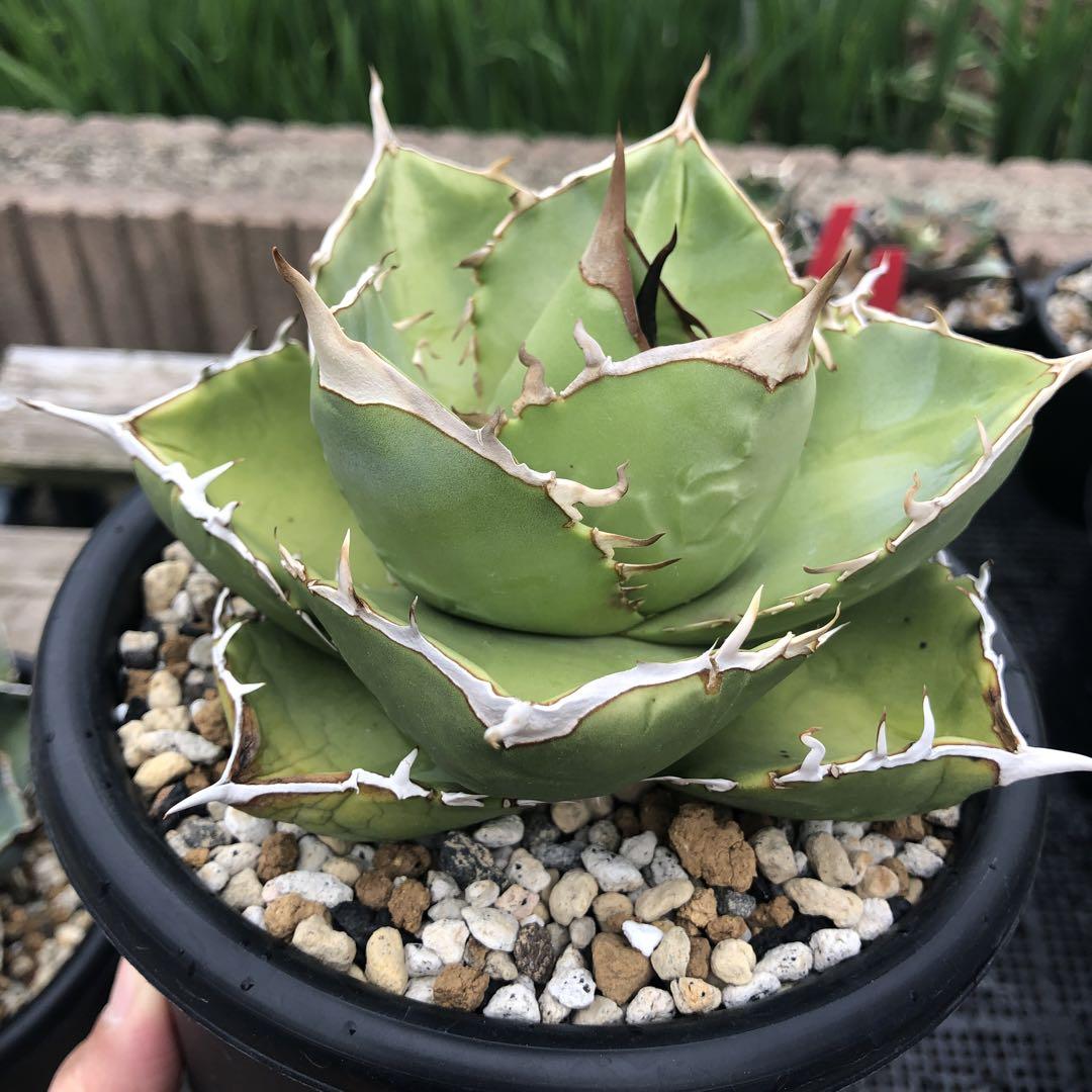 アガベ agave チタノタ ジャガーノートhyd\u0026夕映厳竜 - blog