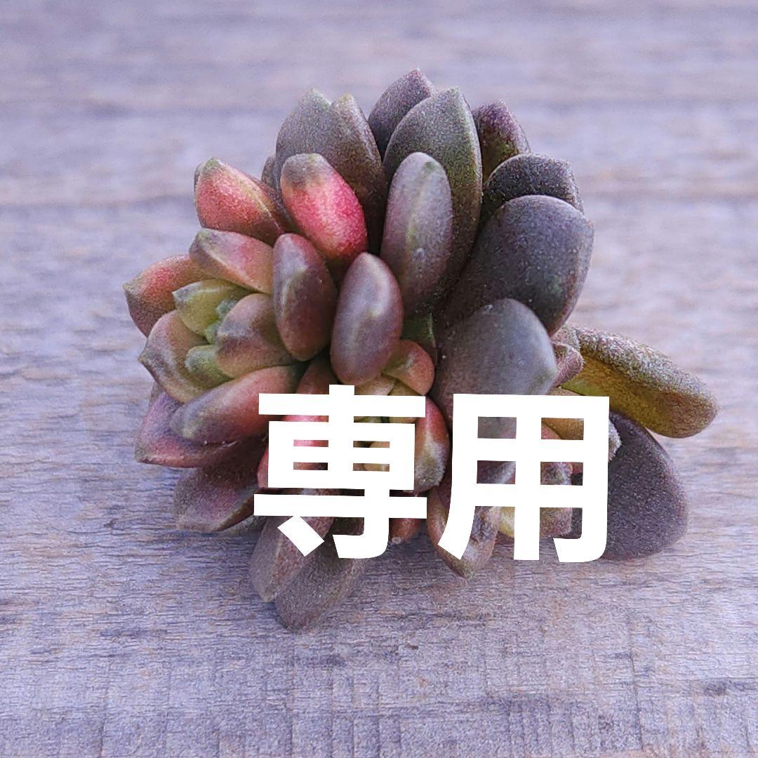 ご確認用コーナーです。　リトルジェム紅錦　ブルービーンズ錦　多肉植物