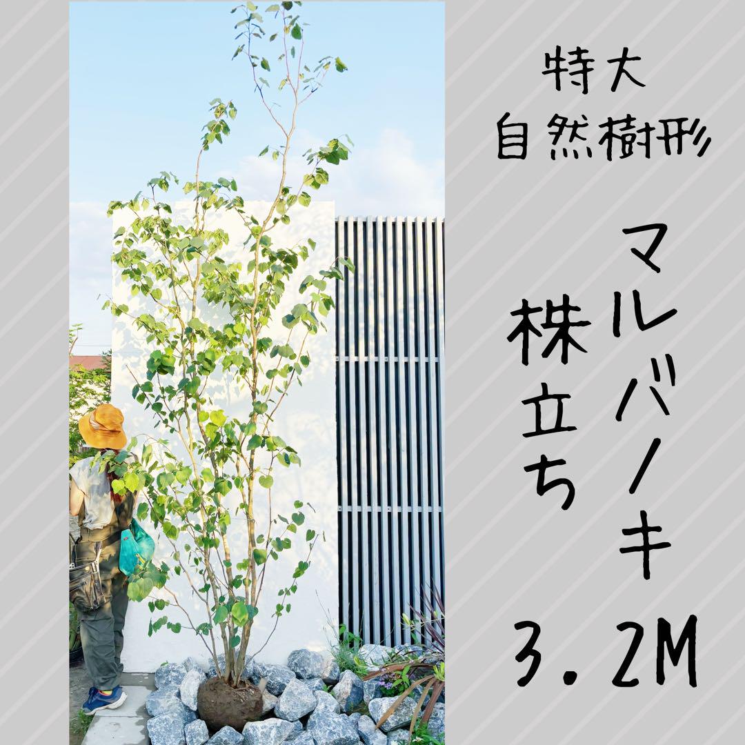 うめリクエスト商品　マルバノキ3.2M(鉢底から) 逸品。特大自然樹系 マルバノキ株立ち3.2M(鉢底から)