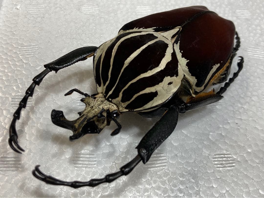 レア産地　北米産　グリーンメタリックなコクヌスト？ レア産地 北米産 グリーンメタリックなコクヌスト？ レア産地