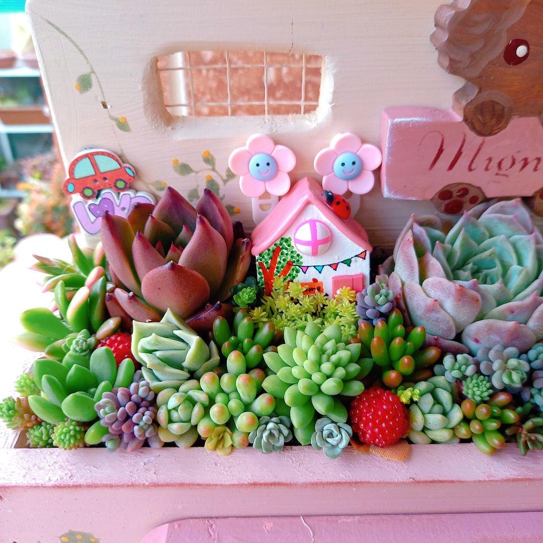❤️多肉植物❤️そのまま飾れる寄せ植え~❤️トイプーちゃん