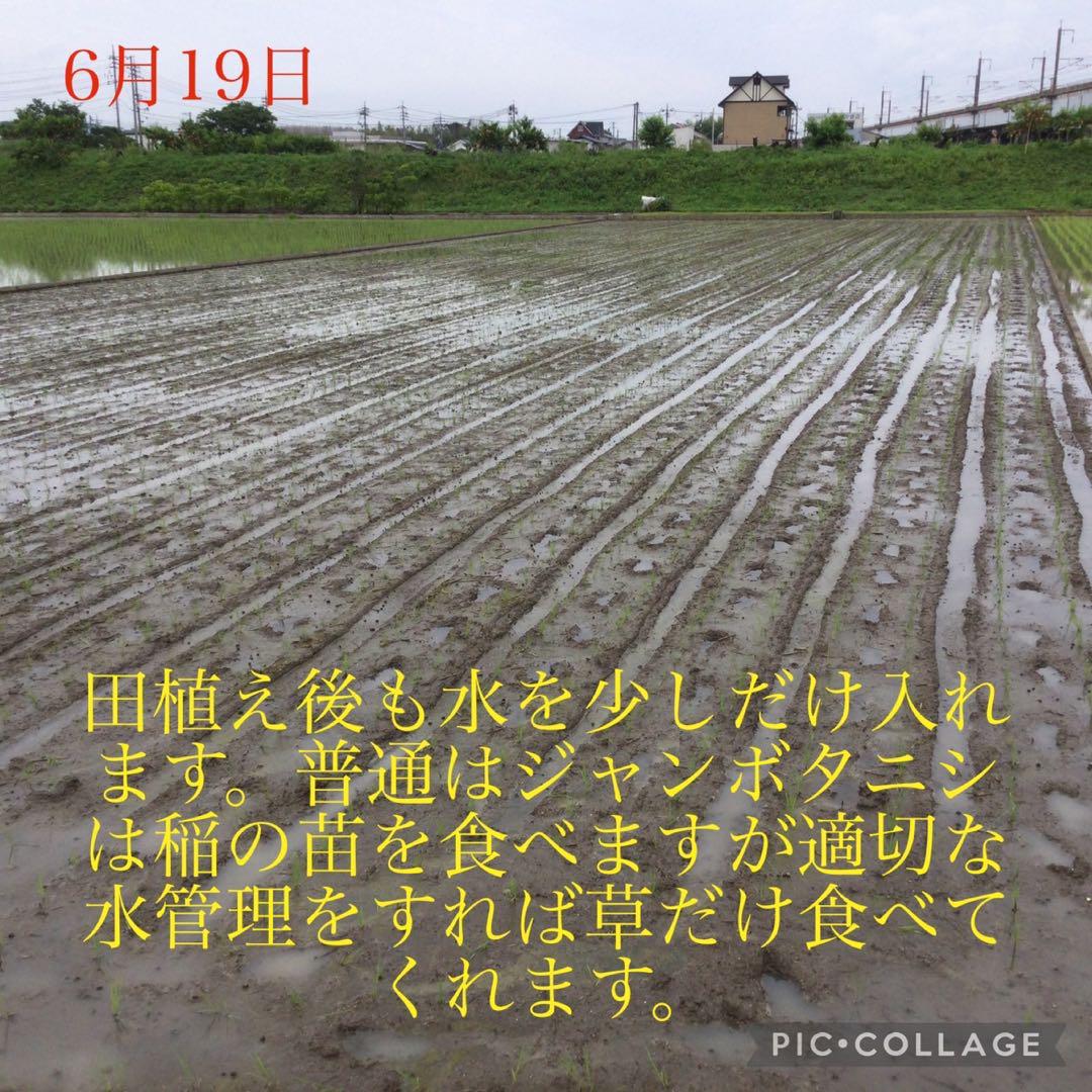 40 新米　岡山県産　農薬不使用　ヒノヒカリ　玄米10㎏