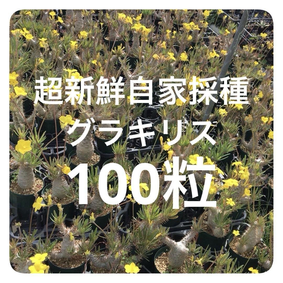 自家採種した超新鮮な パキポディウム エブレネウム の種子100粒