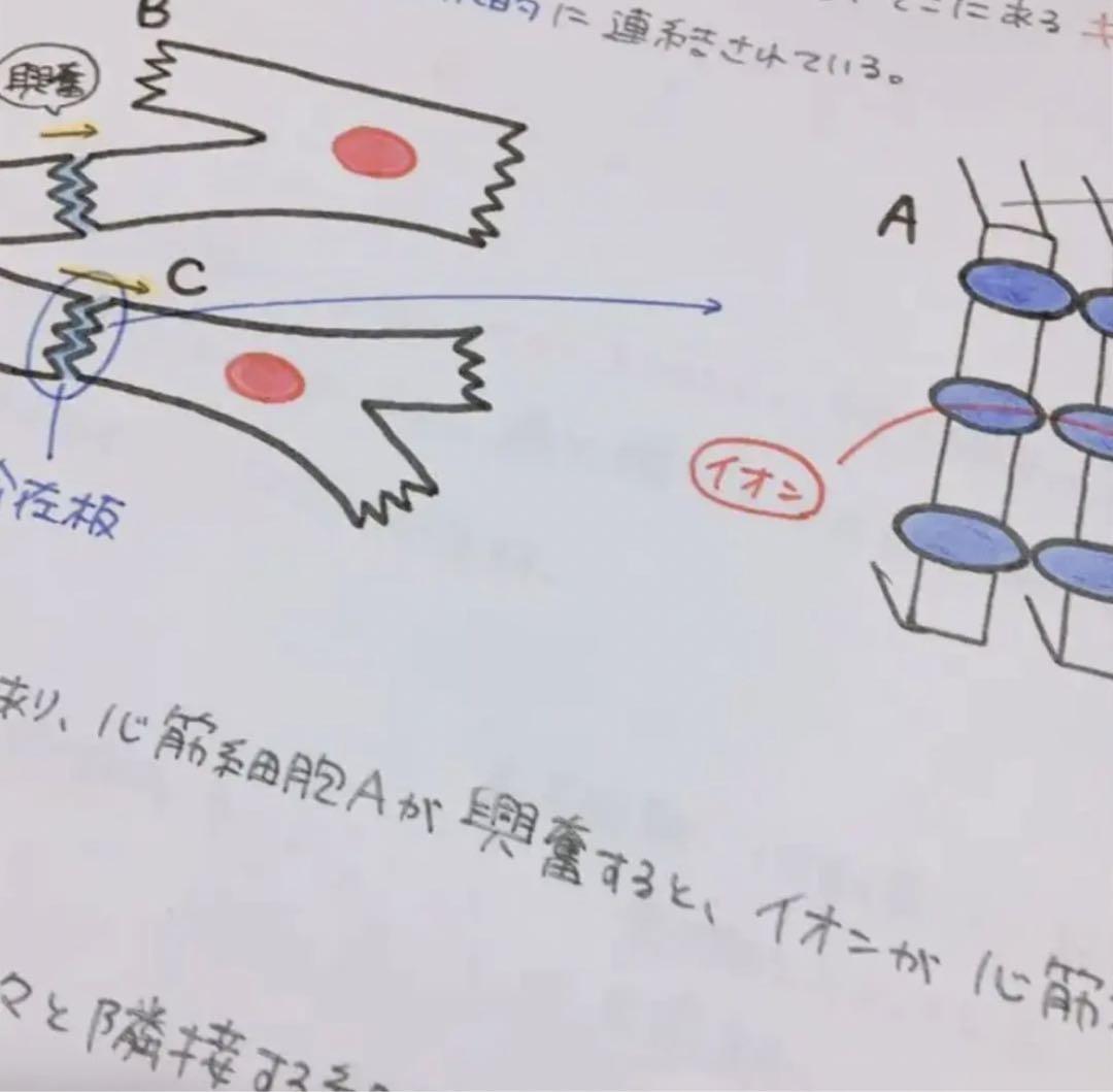 心臓 まとめノート 看護 解剖生理学 - メルカリ